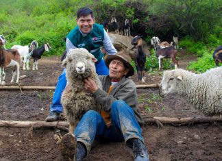 Áncash: Senasa vacunará a 16800 animales contra la Brucelosis caprina