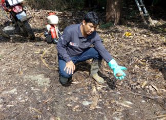 Senasa y agricultores de El Prado unidos para erradicar el caracol gigante africano