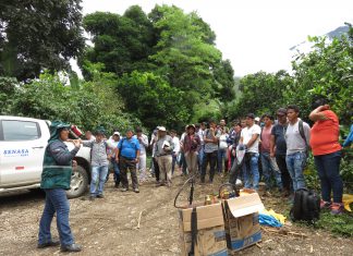 Técnicos y profesionales se preparan para reducir daños de plaga mosca de la fruta en Cusco