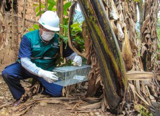 Áncash: Senasa evalúa zonas de producción para control de plaga de roedores