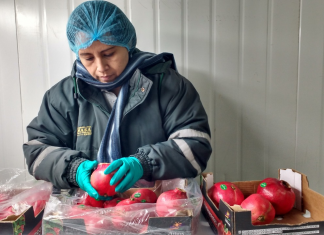 China conoce certificación fitosanitaria de granadas peruanas con fines de exportación