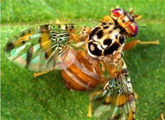 La Libertad: Alianzas estratégicas para el control y erradicación de la mosca de la fruta