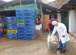 Abancay: Senasa verifica condiciones sanitarias en centros de faenamiento avícola