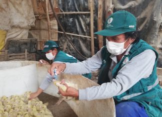 Ica: Senasa ejecuta campaña de vacunación contra enfermedad Newcastle en Nasca