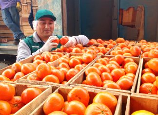 SENASA capacitará a productores de cítricos en Huaral