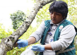 Senasa y productores desarrollan jornada de control de caracol gigante africano en Cutervo