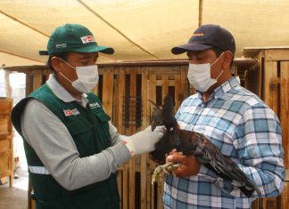 Arequipa: Senasa evalúa estado sanitario de aves para descarte de influenza aviar