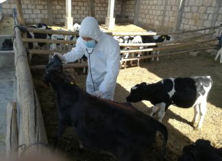 Senasa vacunará a más de 72 animales contra el carbunco sintomático en Arequipa