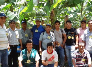 Senasa desarrolla primera Escuela de Campo de Banano Orgánico en Chepén