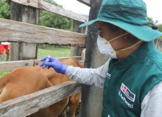 Jornada de vacunación del SENASA buscan prevenir aparición de casos de rabia en Ucayali