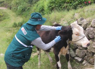 Senasa fortalece acciones preventivas contra la rabia en Amazonas