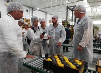 Más 600 mil kilos de mandarinas peruanas llegarán a Japón en 15 días