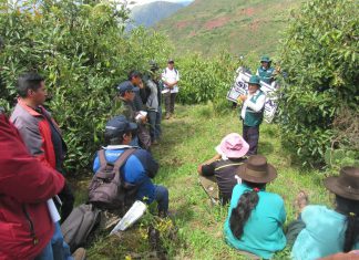 Productores de Apurímac fortalecen sus capacidades técnicas para lograr agroexportación de palto