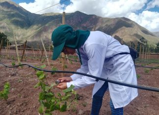 Cusco: Senasa realiza seguimiento cuarentenario a estacas de Vid importadas de Francia