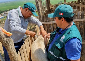 Tumbes: Senasa vacunó a más de 12 mil cerdos contra la Peste Porcina Clásica