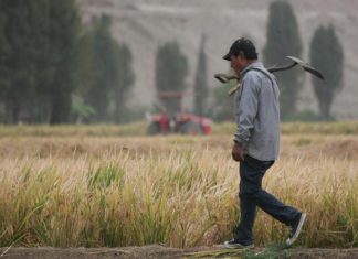 Enfen: Clima favorece cultivos de arroz y mango en el norte y olivo en el sur