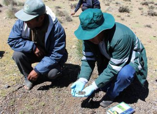 Senasa resguarda más de 2 mil hectáreas de pastizales para asegurar la alimentación de alpacas