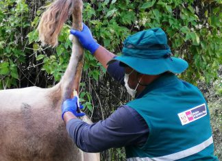 Muestreo para descarte de lengua azul y leucosis bovina en Churcampa y Huaytará