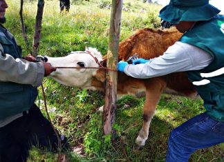 La Libertad: Senasa atendió a más de mil animales en jornada sanitaria