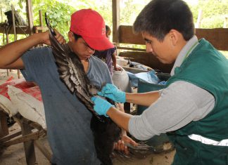 Senasa evalúa condición sanitaria de aves en Ucayali para descarte de influenza aviar