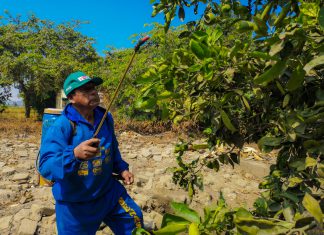 Control de mosca de la fruta impulsa agroexportaciones en Áncash