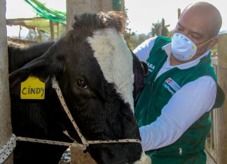 Campañas de vacunación contra el ántrax resguardan ganadería familiar en Ancash