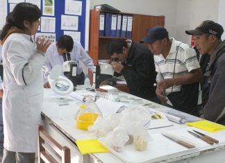 Arequipa: Inician pasantías para fruticultores beneficiados por el Proyecto de Mosca de la Fruta IV