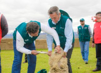 Áncash: Senasa y Agrorural articulan acciones para atender más de 7 mil ovinos frente a heladas
