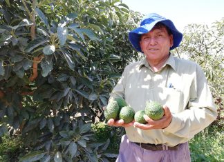 Productores iqueños interesados en exportar palta a Tailandia