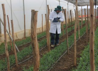 Senasa evalúa viveros para descartar ingreso de plagas cuarentenarias, en Sapallanga