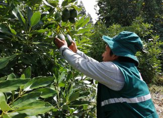 Huancavelica: Más de mil toneladas de Palta Hass ingresaron a mercado asiático