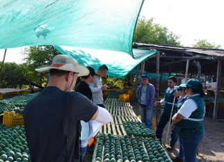 Piura: Senasa certificó más de 140 mil toneladas de mango en campaña 2018-2019