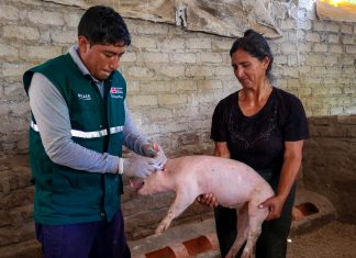 Senasa: Vacunan a 4 800 cerdos contra la peste porcina en provincia Del Santa