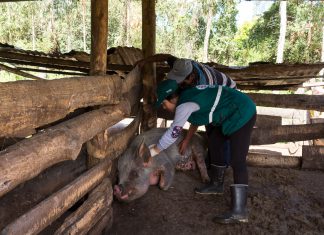 Más de 45 mil cerdos vacunados contra peste porcina en Cajamarca