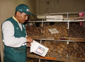 Polilla guatemalteca, la plaga de la papa que el Senasa monitorea para evitar que ingrese y se extienda en el país