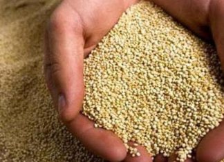 Quinua de España no representa riesgo para el Perú