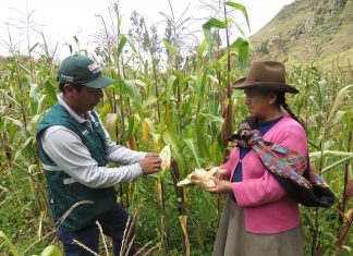 Roedores: Más de cien hectáreas de cultivos estarán bajo control del Senasa en Cusco