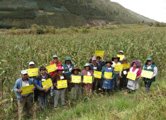 Cusco: Senasa instruye a productores de maíz para un oportuno manejo integrado de plagas