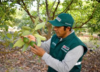 Senasa: Ayacucho exportó más de 5 mil toneladas de Palta Hass a China
