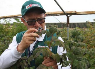 El Peruano: Frambuesas de altura