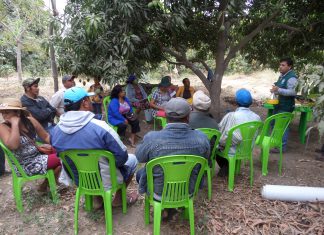 Piura: Senasa anuncia jornada de capacitación a pequeños productores de mango