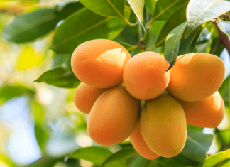 SENASA pide a la Unión Europea reconsiderar restricciones al mango peruano