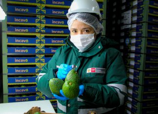 Productores peruanos iniciarán exportación de palta hass a Corea del Sur