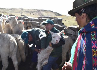 Operación Abrigo del MINAGRI atiende a 700 animales en Huancavelica