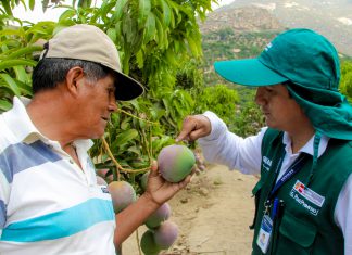 MINAGRI y productores unidos para mantener exportación de mango a Europa