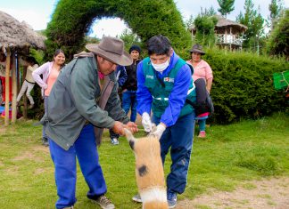 Áncash: Equipo técnico del Senasa atiende agricultura y ganadería en Huayllabamba