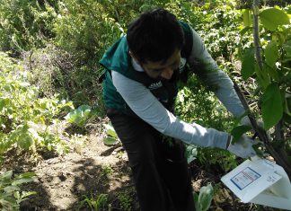 Piura: Más de ciento treinta trampas conforman red de vigilancia de plaga no presente en Perú