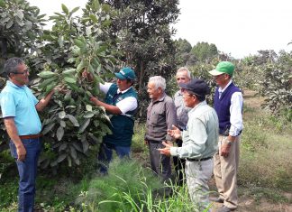 Palta Hass: Mercado de Tailandia genera mayores oportunidades para productores