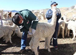 SENASA realiza acciones de prevención y control contra la rabia en alpacas en Puno