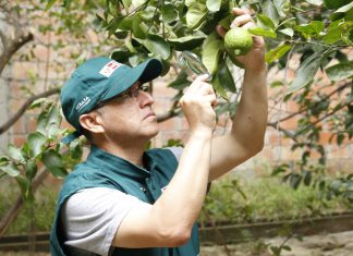 Vigilancia de HLB y otras plagas cuarentenarias en cítricos del valle Alto Jequetepeque